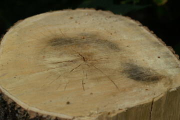 Photo a round cut of a sawn tree.