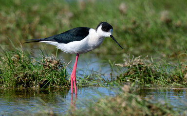 Black-winged Stilt // Stelzenläufer (Himantopus himantopus) - Greece