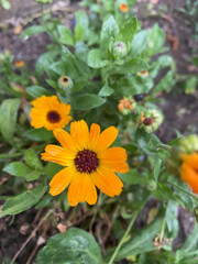 Closeup of pot marigold flower with selective focus on foreground