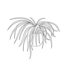 vector illustration drawing line home plant chlorophytum on white background