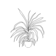 vector illustration drawing line home plant chlorophytum