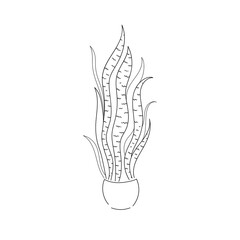 vector illustration drawing line home plant Sansevieria