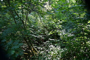 forest in the morning