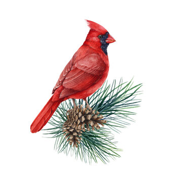 Red cardinal bird on a conifer branch. Hand drawn watercolor illustration. Wild North America red cardinal perched on a pine branch element.