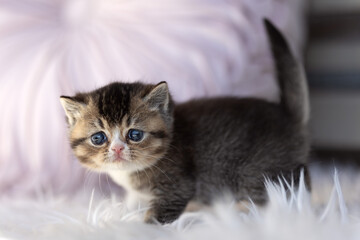 Tabbykitten Britisch Kurzhaar Katzenbaby