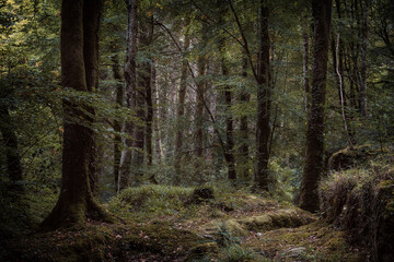 Fototapeta na wymiar Idless woods near truro cornwall england uk 