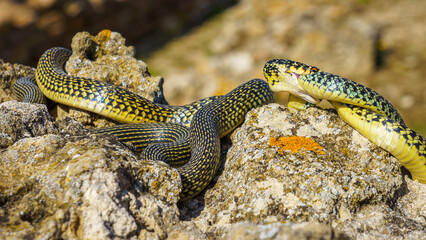 Zwei Nattern auf einer Trockenfelsenmauer ineinander verbissen