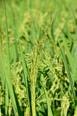 closeup the bunch ripe yellow green paddy plant growing with grain in the farm soft focus natural green brown background.