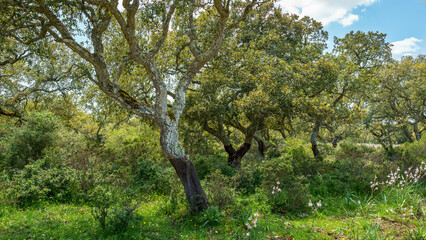Fototapeta na wymiar Eine Gruppe von geschälten Korkeichen im Parco della Giara auf Sardinien