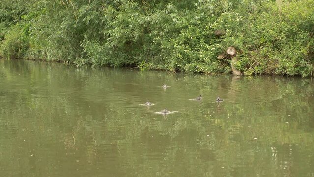 Baby Coot Birds in English Canal with Mother in water with ripple