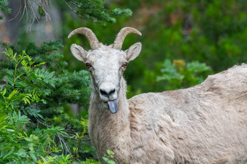 Naklejka na ściany i meble A portrait of a rocky mountain bighorn sheep sticking its tongue out