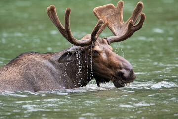 a closeup portrait of a moose snacking in a lake