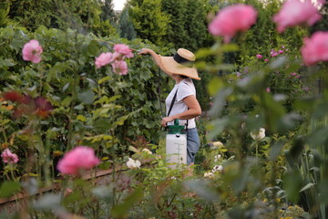 Fototapeta kobieta ogrodniczka w kapeluszu spryskuje winorośl ekologicznym środkiem na pierwszym planie widoczne różowe róże obraz