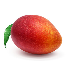 マンゴー イラスト リアル 