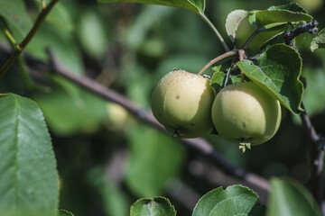 A juicy ripe green apple n the rays of sunlight