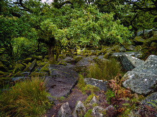 Wistman's Wood National Nature Reserve - mystic high-altitude oakwood on valley of the West Dart River, Dartmoor, Devon, United Kingdom
