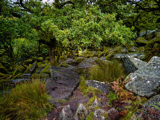 Fototapeta na wymiar Wistman's Wood National Nature Reserve - mystic high-altitude oakwood on valley of the West Dart River, Dartmoor, Devon, United Kingdom