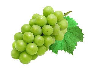 シャインマスカット マスカット 葡萄 イラスト リアル 