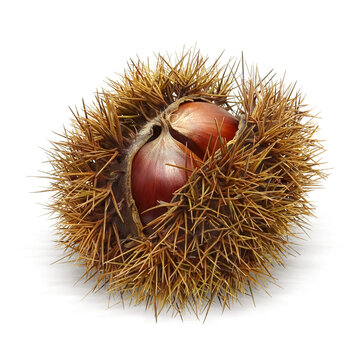 イガ栗 の画像 1 919 件の Stock 写真 ベクターおよびビデオ Adobe Stock