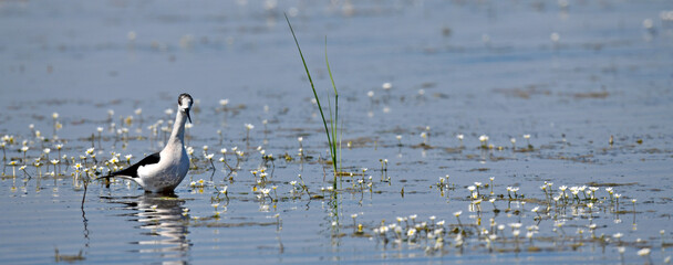 Black-winged Stilt // Stelzenläufer (Himantopus himantopus) - Greece