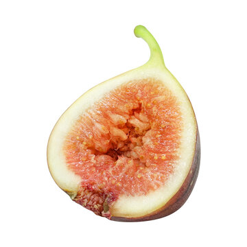 いちじく 無花果 イラスト リアル セット 