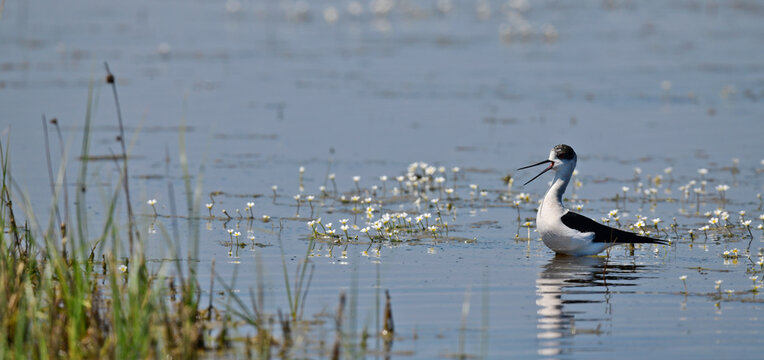 Black-winged Stilt // Stelzenl&auml;ufer (Himantopus himantopus) - Greece
