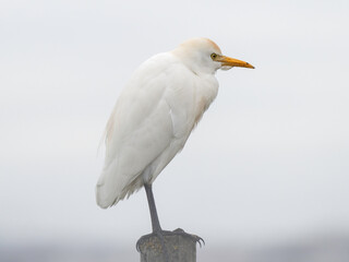 Portuguese Cattle Egret at Ribatejo