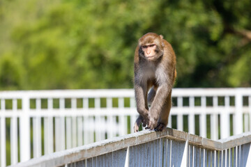 Wild monkey at mountain landscape