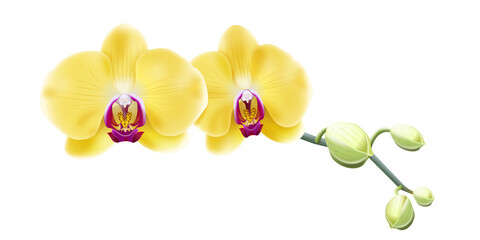 Jasna żółta orchidea - gałązka z pąkami i pięknymi rozwiniętymi kwiatami. Ręcznie rysowana botaniczna ilustracja. - obrazy, fototapety, plakaty