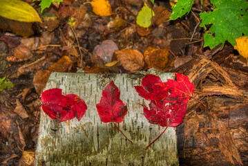 Fallen Red Maple Leaves on Birch Bark