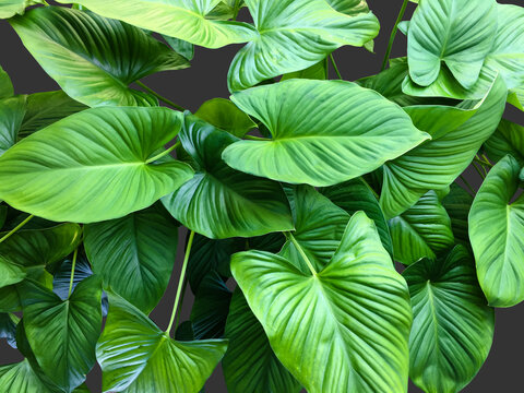 Isolated homalomena or Emerald Gem leaves with clipping paths.