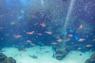 Fototapeta premium Big fish water tank in aquarium
