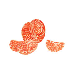 Peeled half of a tangerine, separate slices. Watercolor illustration.