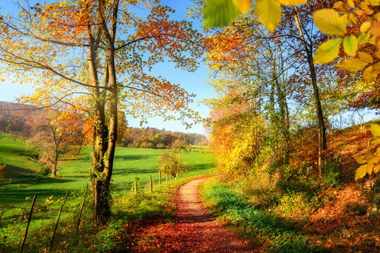 Gorgeous colorful landscape with the view through trees onto a meadow and a footpath, with beautiful autumn colors and blue sky 