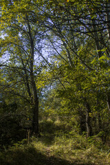 Path among the trees in the forest. Landscape of summer forest