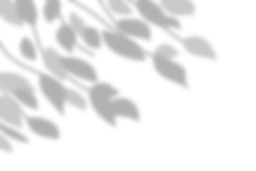 Gray shadow overlay of a branch leaves on a wall. Abstract nature concept with blurred background. - obrazy, fototapety, plakaty