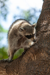 A raccoon on a tree, Florida, USA