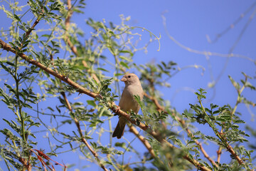 House sparrow bird 