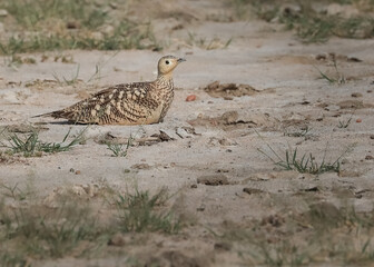 A Male Chestnut Sand grouse resting