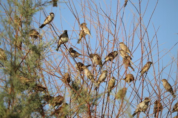 House sparrow birds (Passer domesticus) on a tree in Aswan, Egypt