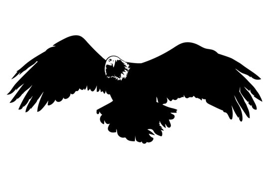 bird eagle silhouette