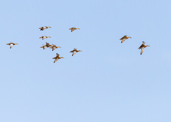 A Flock of Ducks in Air in blue sky