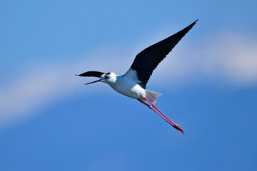 Stelzenläufer // Black-winged Stilt (Himantopus himantopus) - Greece