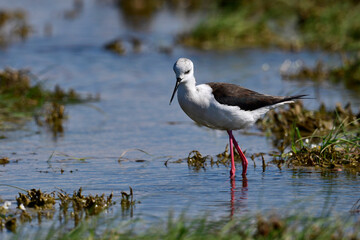 Black-winged Stilt // Stelzenläufer (Himantopus himantopus) - Greece