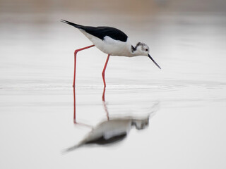 Black-winged Stilt (Himantopus himantopus)