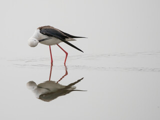 Black-winged Stilt (Himantopus himantopus)