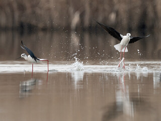 Black-winged Stilt (Himantopus himantopus)