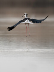 Black-winged Stilt (Himantopus himantopus)