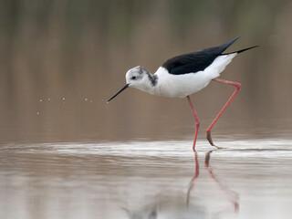 Black-winged Stilt (Himantopus himantopus)