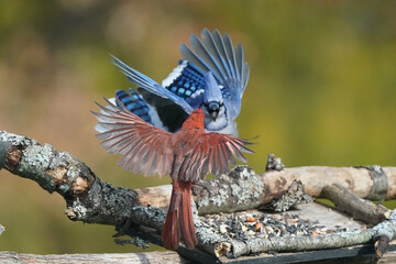 Male Northern Cardinal fighting with Blue Jay on birdfeeder in fall colours